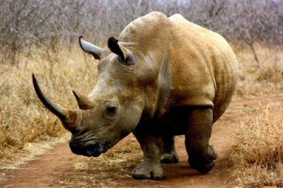 ​最愿意发怒的野生动物，脾气暴躁，力大无比