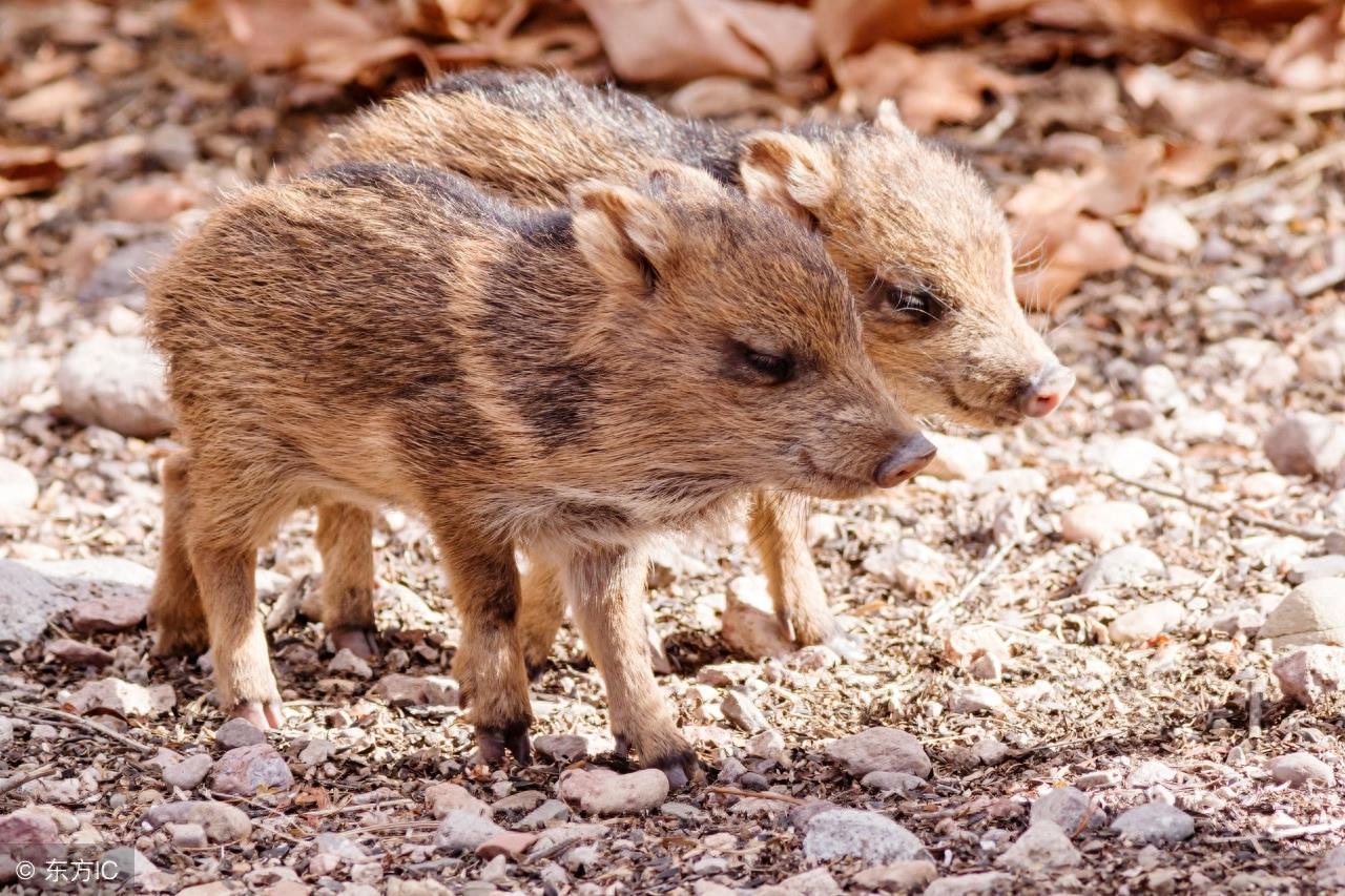 拥有特殊武器且好战的“小猪”西猯