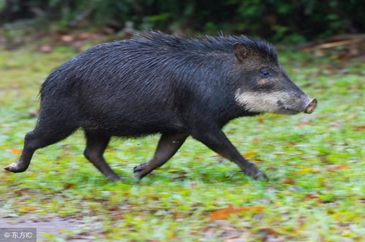 拥有特殊武器且好战的“小猪”西猯