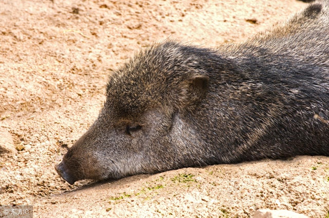 拥有特殊武器且好战的“小猪”西猯