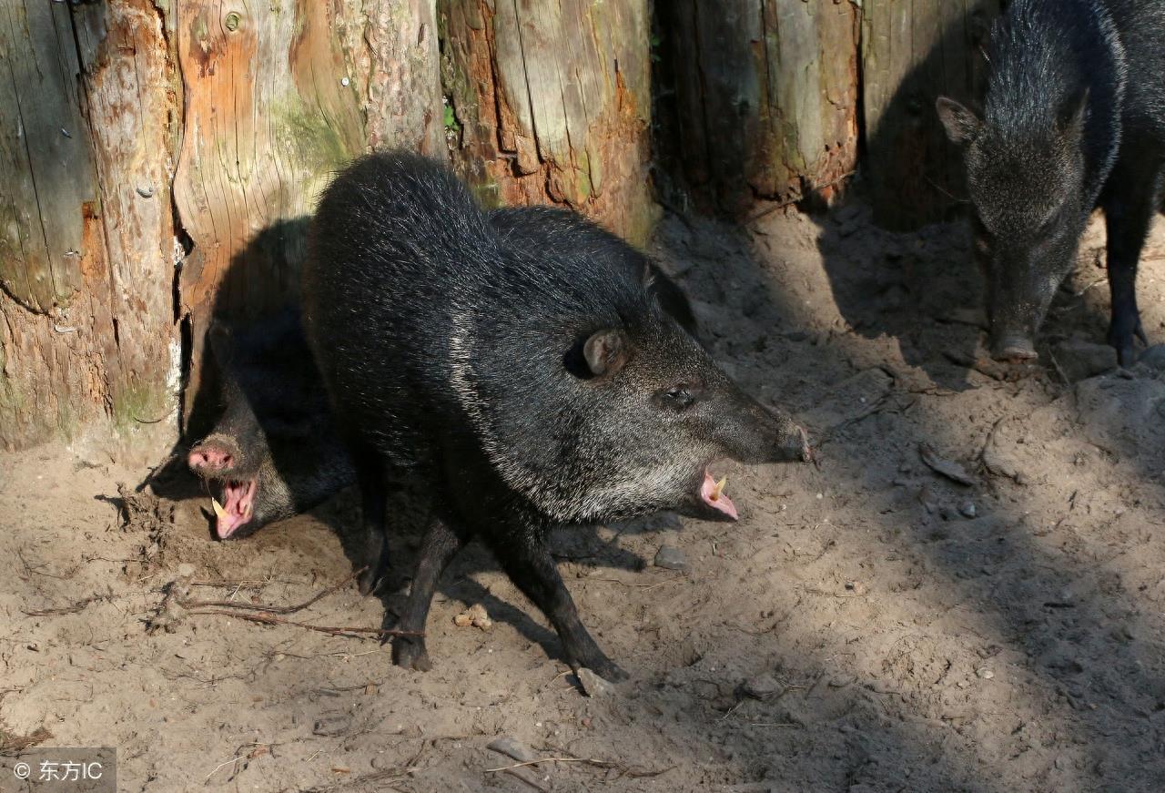 拥有特殊武器且好战的“小猪”西猯