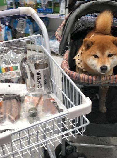 上海宠物市场(上海宠物市场有哪些)