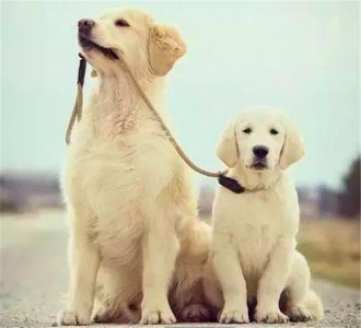 ​哪只才是世界上最凶猛的狗？