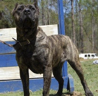 美国最高级别特种部队专用犬：加纳利军犬