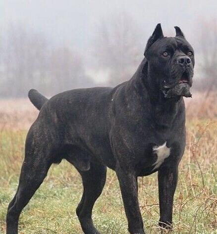 美国最高级别特种部队专用犬：加纳利军犬