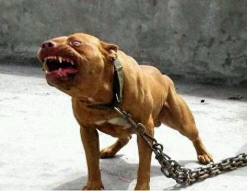 美国最高级别特种部队专用犬：加纳利军犬