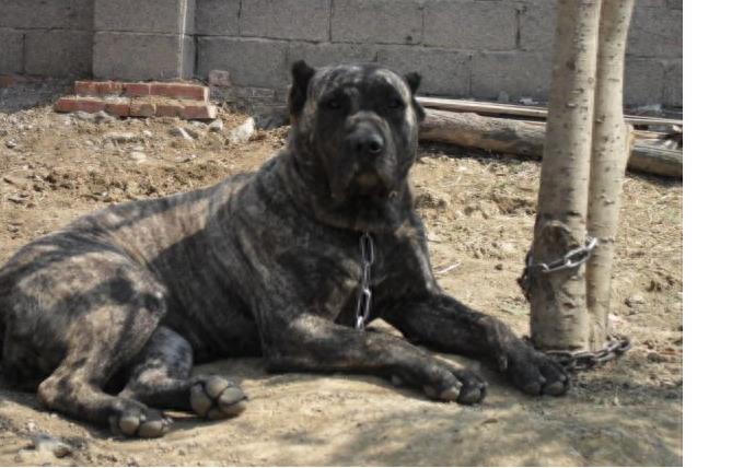 美国最高级别特种部队专用犬：加纳利军犬