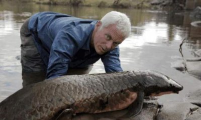 ​生命力最强的非洲肺鱼