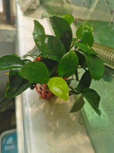 ​简评最好养的水草排行榜