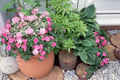 ​十大最好养的花