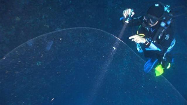 海底发现不明的“海底大泡泡”，是世界上最大的动物卵