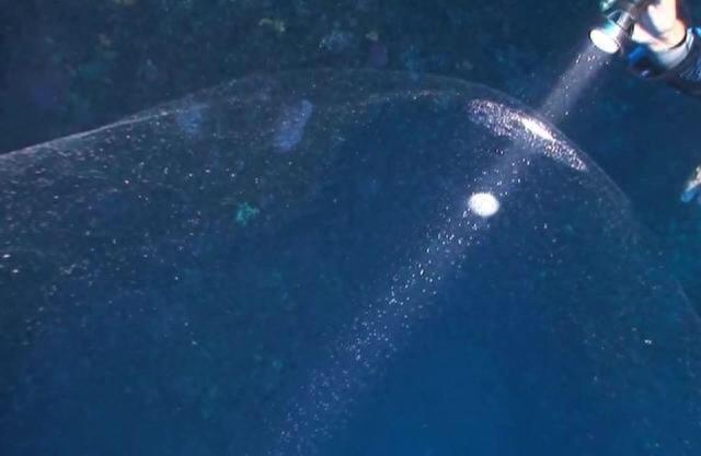 海底发现不明的“海底大泡泡”，是世界上最大的动物卵