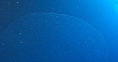 ​海底发现不明的“海底大泡泡”，是世界上最大的动物卵