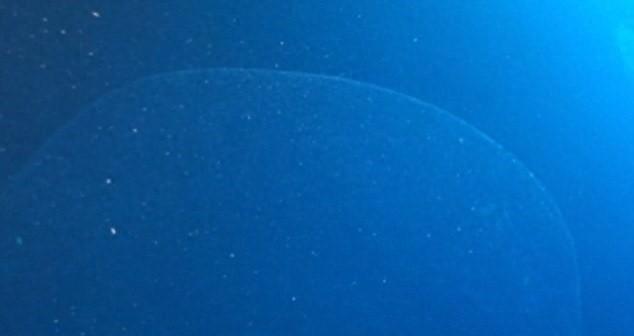 海底发现不明的“海底大泡泡”，是世界上最大的动物卵