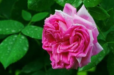 ​古老的中国月季-月月红，生命力极强，颜值不输欧月，我的最爱