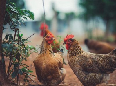 ​海南文昌鸡哪里最正宗？就是这家百年老店！