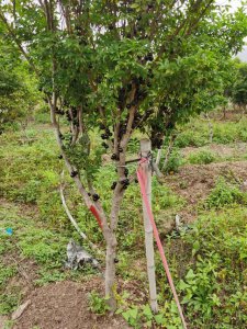 ​嘉宝果树什么品种最好