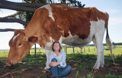 ​直击世界上最大的牛，身高近2米，体重1吨多，堪称牛魔王！