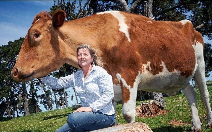 直击世界上最大的牛，身高近2米，体重1吨多，堪称牛魔王！