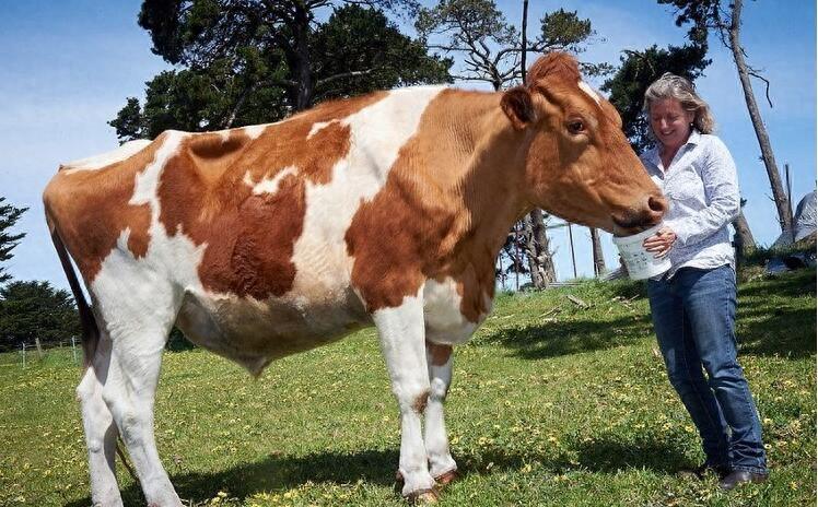 直击世界上最大的牛，身高近2米，体重1吨多，堪称牛魔王！