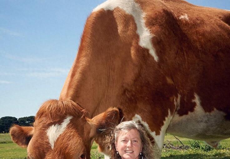 直击世界上最大的牛，身高近2米，体重1吨多，堪称牛魔王！