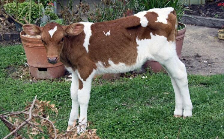 直击世界上最大的牛，身高近2米，体重1吨多，堪称牛魔王！