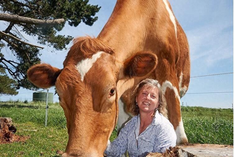 直击世界上最大的牛，身高近2米，体重1吨多，堪称牛魔王！