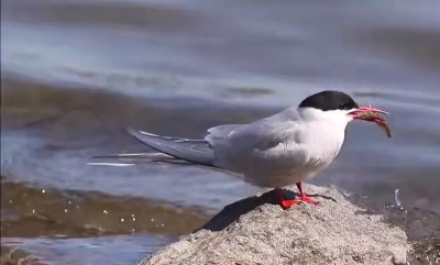 ​有记录的世界上飞翔距离最远的是什么鸟?