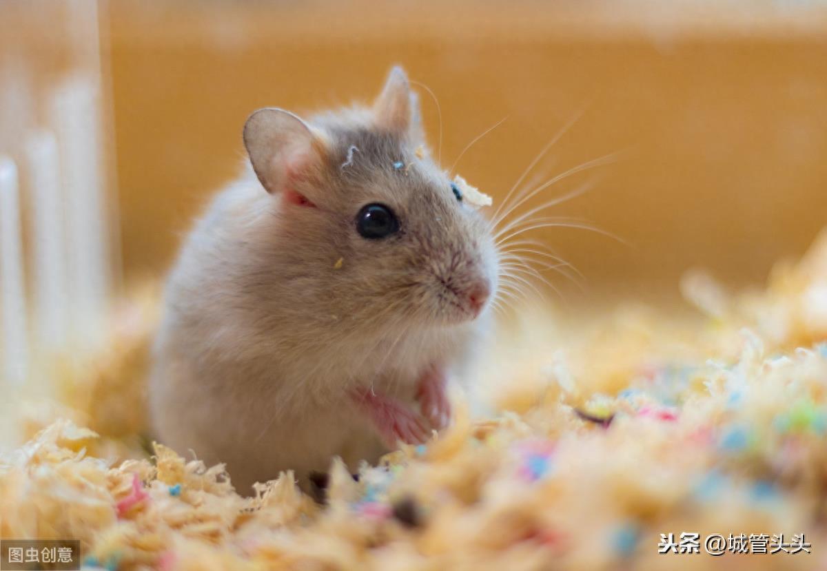 十二生肖中谁最凶狠