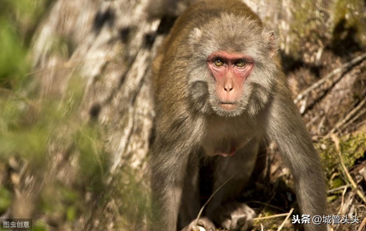 十二生肖中谁最凶狠