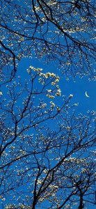 ​“公元”的由来