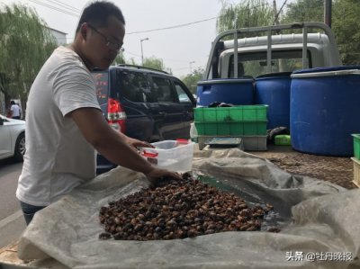 ​金蝉80元一斤，挡不住市民“尝鲜”