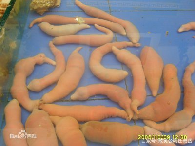 ​海肠子学名叫做单环刺螠，颜值并不算高，但是一种很有特色的海鲜