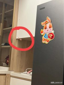 ​蓝白英短：探秘这个萌萌哒的蓝白组合