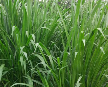 ​甜象草种植技术介绍