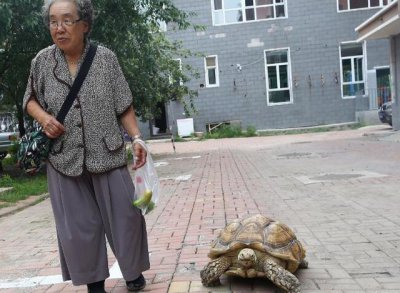 ​一位80多岁的老人与一只巨龟的和谐画面，很感人，更让人羡慕