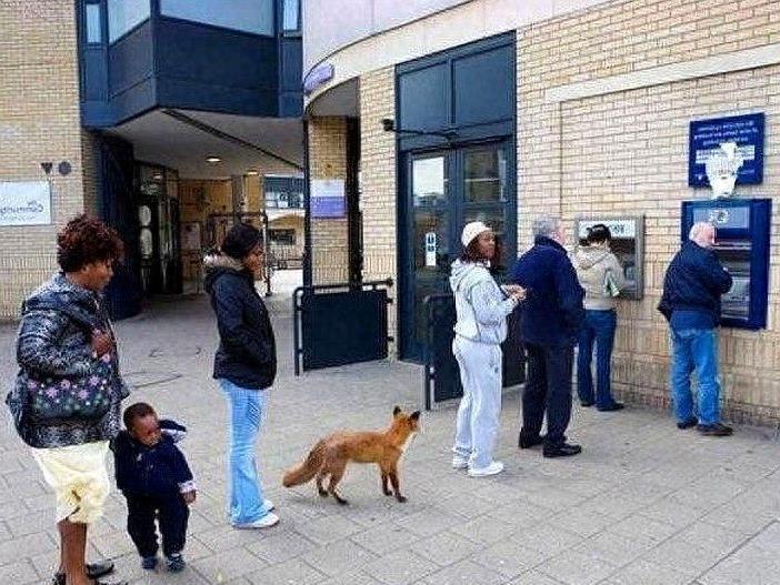 8张看起来很“荒唐”的图片，图6的老虎心情是忐忑不安