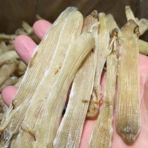 ​广西北海一带的沙虫看着好恶心，可晒成沙虫干，卖到700元一斤