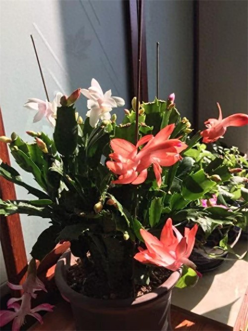 天然钾肥有哪些(什么东西做钾肥好)