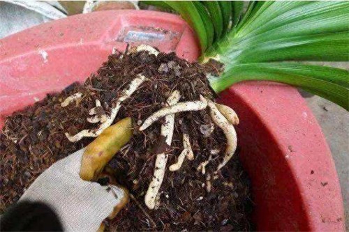 天然钾肥有哪些(什么东西做钾肥好)