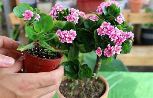 天然钾肥有哪些(什么东西做钾肥好)