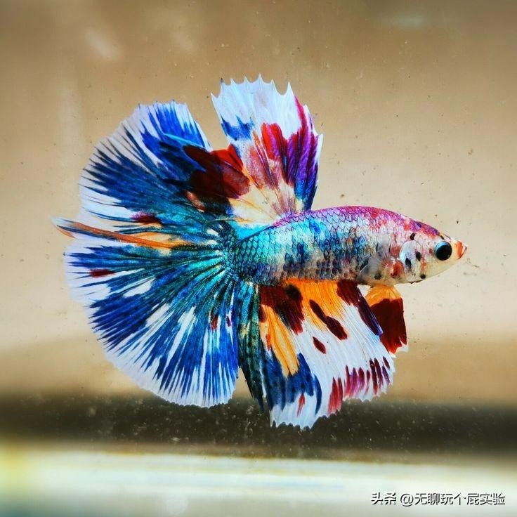 泰国斗鱼寿命一般多长时间(泰国斗鱼寿命有多长时间)