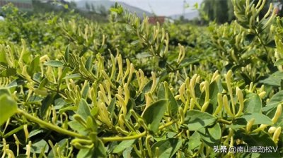 ​平邑金银花：沂蒙山区的金色宝藏