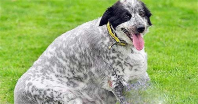 ​动物界五大最肥胖宠物明星 胖到想生娃都困难