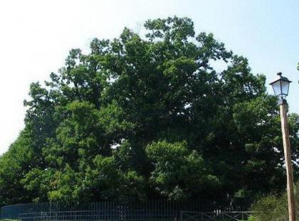 世界上现存的十棵最古老树木 已5000岁了!