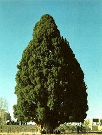 世界上现存的十棵最古老树木 已5000岁了!