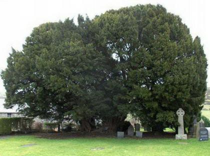 世界上现存的十棵最古老树木 已5000岁了!