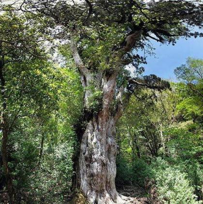 世界上现存的十棵最古老树木 已5000岁了!