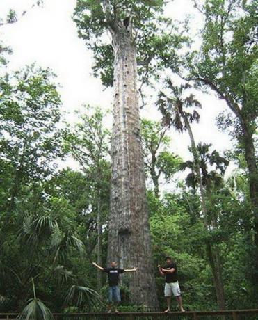 世界上现存的十棵最古老树木 已5000岁了!