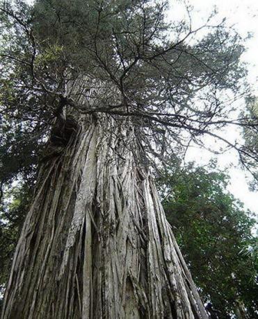 世界上现存的十棵最古老树木 已5000岁了!